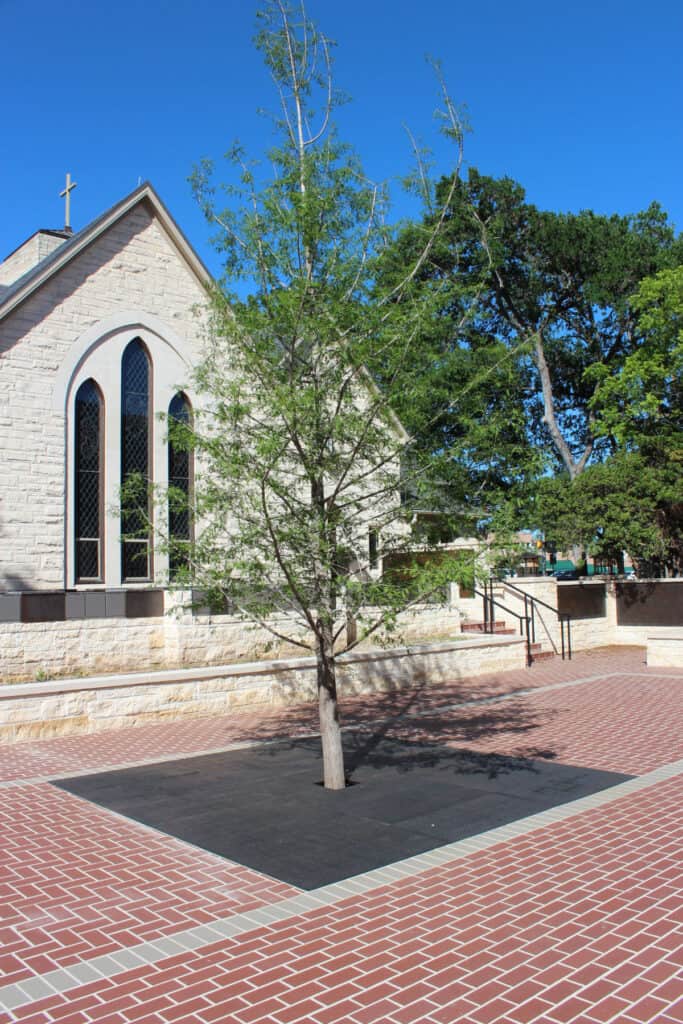 Market Street tree grate at The Episcopal Church of the Good Shepherd - Austin, TX